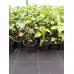Разсад Блатен Червен Хибискус Hibiscus moscheutos Lord Baltimore в саксия