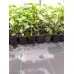 Разсад Блатен Червен Хибискус Hibiscus moscheutos Lord Baltimore в саксия
