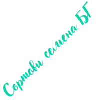 Минзухар Син / Crocus blue - 10 бр луковици