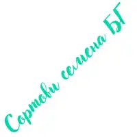 Минзухар Син / Crocus blue - 10 бр луковици