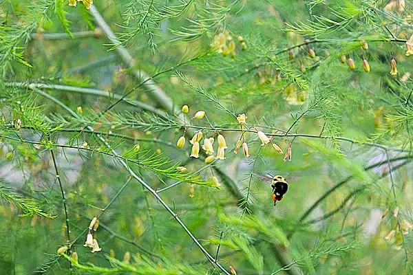Сеитба и първи поници на аспержи