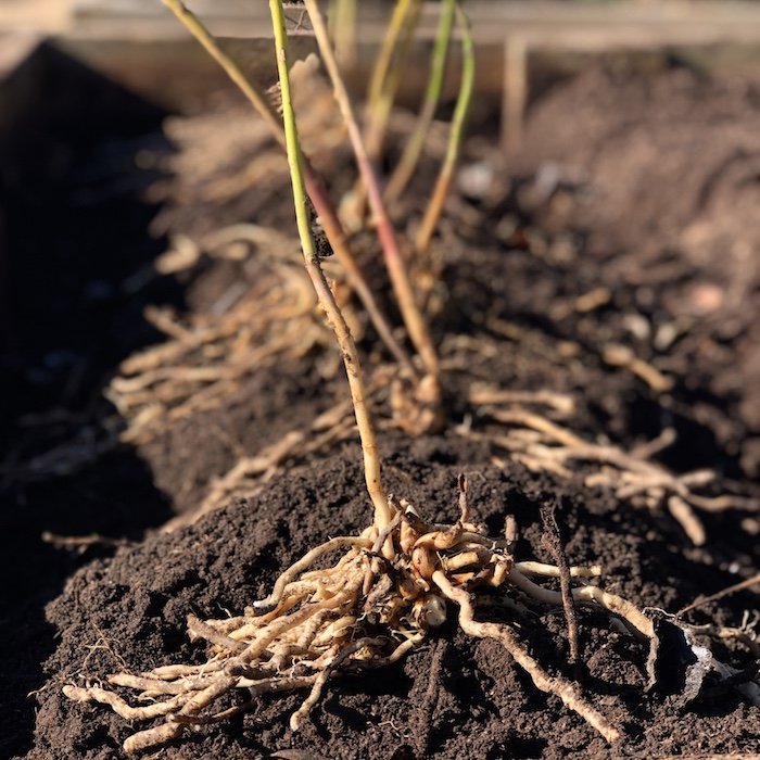 Засаждане и оформяне на леха за аспержи
