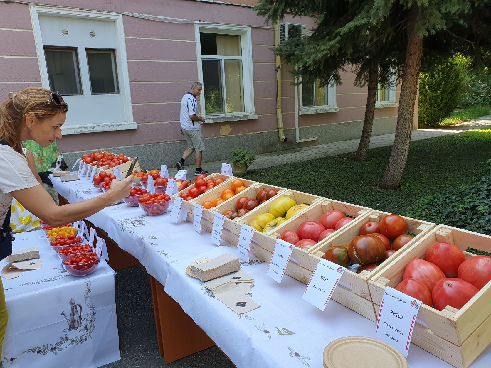 Колекцията от 26 сорта български и чуждестранни сортове домати 