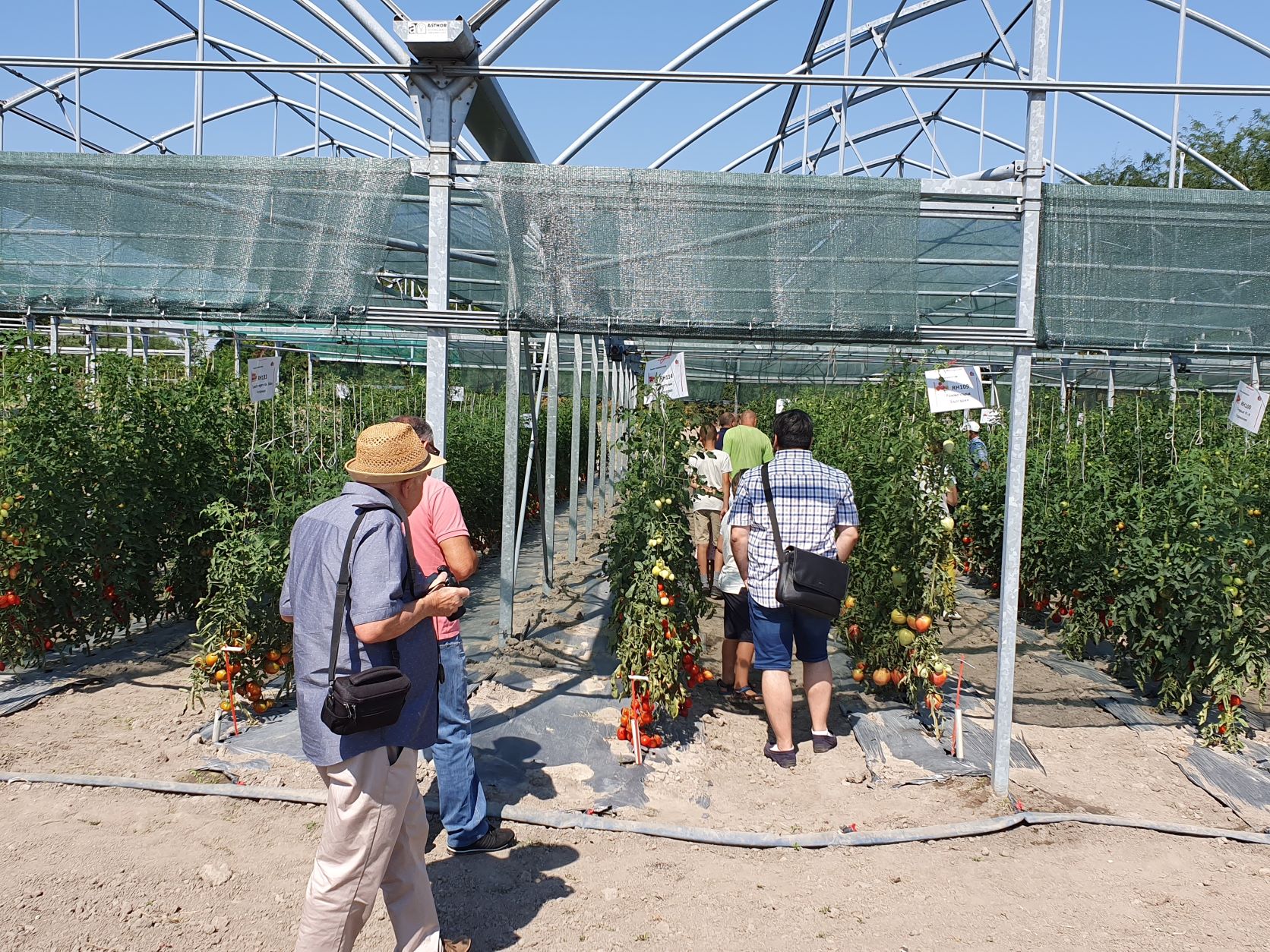 На опитното поле можеха да се видят и растенията, от които са откъснати доматите